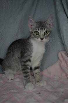 Roulette -  Domestic Short Hair Cat for Adoption in Albuquerque, New Mexico - Roulette | PetCurious