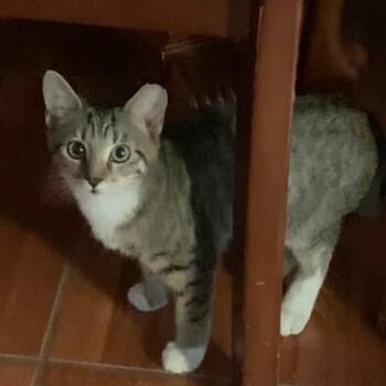 Terry -  Domestic Short Hair Cat for Adoption in Tampa, Florida - Terry | PetCurious