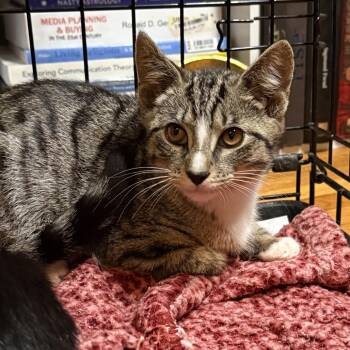 Quill -  Domestic Short Hair Cat for Adoption in Summerlee, West Virginia - Quill | PetCurious
