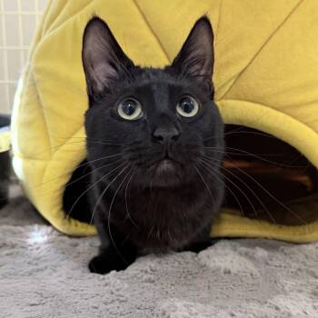 Wiggles -  Domestic Short Hair Cat for Adoption in Medford, Oregon - Wiggles | PetCurious