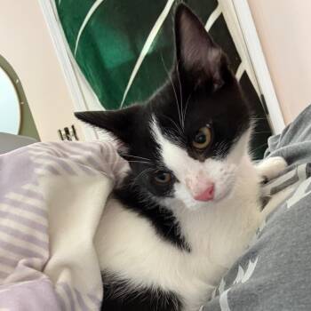 Sway - Z -  Domestic Short Hair Cat for Adoption in Kansas City, Missouri - Sway - Z | PetCurious