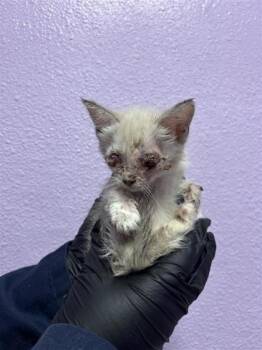 61140840 -  Domestic Short Hair Cat for Adoption in El Paso, Texas - 61140840 | PetCurious