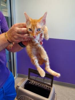 Rescue Domestic Short Hair Cats for Adoption in Bossier City, Louisiana - Percy | PetCurious