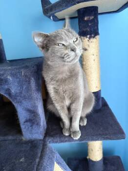 Domestic Short Hair Cats Available for Adoption in Ballwin, Missouri - Brooke | PetCurious