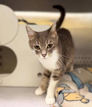 Diamond -  Domestic Short Hair Cat for Adoption in Nashville, Tennessee - Diamond | PetCurious