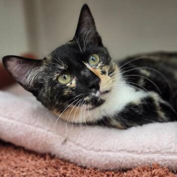 Pastille -  Domestic Short Hair Cat for Adoption in Sarasota, Florida - Pastille | PetCurious
