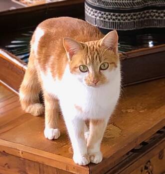 Rescue Domestic Short Hair Cats for Adoption in Columbia, South Carolina - Ginger | PetCurious