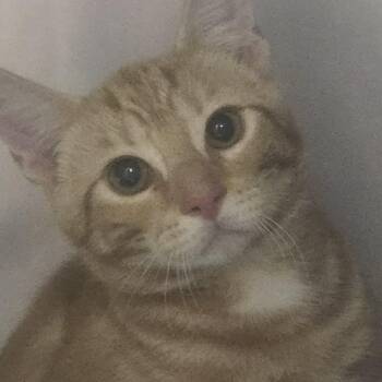 Carlton -  Domestic Short Hair Cat for Adoption in Orange, Virginia - Carlton | PetCurious