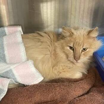Domestic Medium Hair Cats Available for Adoption - Maui | PetCurious