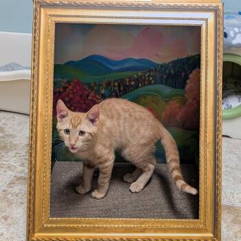 Domestic Short Hair Cats Available for Adoption - Peach Perfect | PetCurious