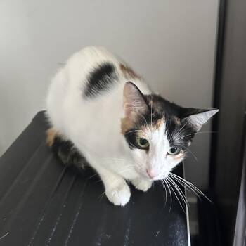 Funnel Cake -  Calico Cat for Adoption in Richmond, Virginia - Funnel Cake | PetCurious
