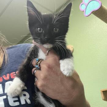 Loki -  Domestic Short Hair Cat for Adoption in Idaho Falls, Idaho - Loki | PetCurious