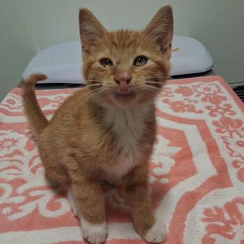 Peapod -  Domestic Short Hair Cat for Adoption in York, Pennsylvania - Peapod | PetCurious