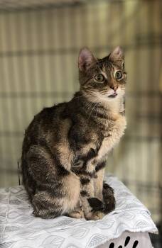 Rescue Domestic Short Hair Cats for Adoption - Katydid | PetCurious