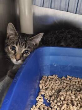 Couki -  Domestic Short Hair Cat for Adoption in Montreal, Quebec - Couki | PetCurious
