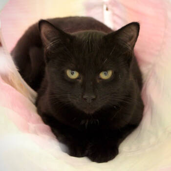 Rescue Domestic Short Hair Cats for Adoption in Port Washington, New York - Lizzie | PetCurious