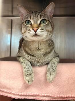 Domestic Short Hair Cats Available for Adoption in Detroit, Michigan - Zeus | PetCurious