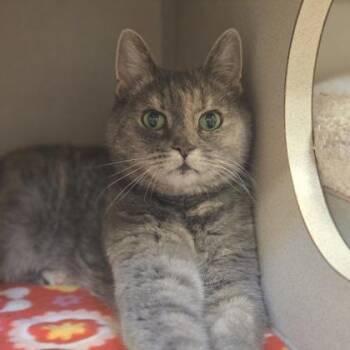 Nala -  Domestic Short Hair Cat Available for Adoption in New Hope, Pennsylvania - Nala | PetCurious
