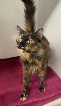 Lovie -  Domestic Medium Hair Cat for Adoption in Rochester, Indiana - Lovie | PetCurious