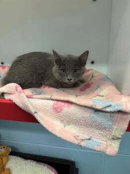 DINO -  Domestic Short Hair Cat Available for Adoption in Peoria, Illinois - DINO | PetCurious