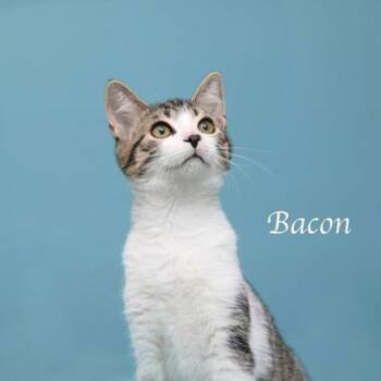 Bacon -  Domestic Short Hair Cat for Adoption in Parma, Ohio - Bacon | PetCurious
