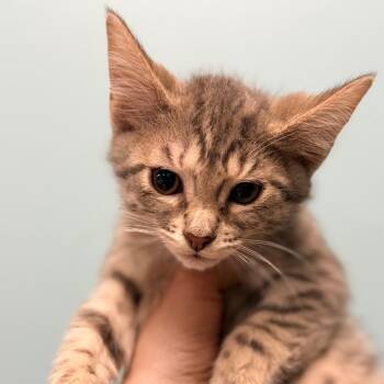 Domestic Short Hair Cats Available for Adoption in Columbus, Georgia - Burberry | PetCurious