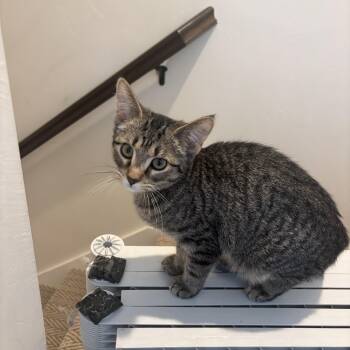 Domestic Short Hair Cats Available for Adoption - Stewart And Sugar Bee | PetCurious