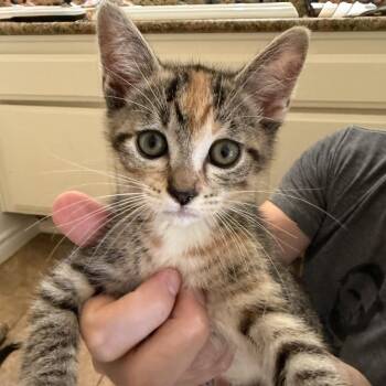 Betty (C000-216) - Chino Hills Location -  Domestic Short Hair Cat for Adoption in Chino Hills, California - Betty (C000-216) - Chino Hills Location | PetCurious
