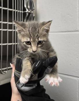 Cetus -  Domestic Short Hair Cat for Adoption in Fort Worth, Texas - Cetus | PetCurious