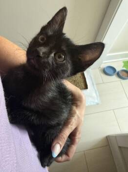 Milo Salem -  Domestic Short Hair Cat for Adoption in Denver, Colorado - Milo Salem | PetCurious