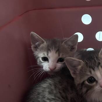 Domestic Short Hair Cats Available for Adoption in Philadelphia, Pennsylvania - Sardine | PetCurious