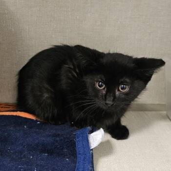Tyson -  Domestic Short Hair Cat Available for Adoption in Monroe, Michigan - Tyson | PetCurious