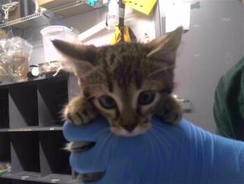 WOODSTOCK -  Domestic Short Hair Cat for Adoption in Tallahassee, Florida - WOODSTOCK | PetCurious