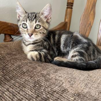 Rosie -  Domestic Short Hair Cat for Adoption in Riverside, California - Rosie | PetCurious