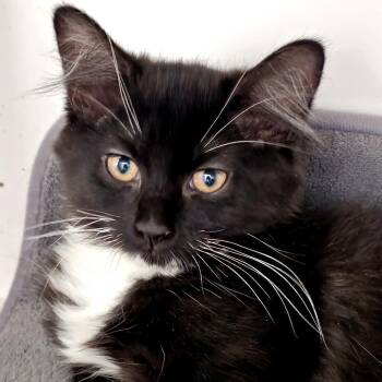 Bay -  Domestic Medium Hair Cat for Adoption in Cumming, Georgia - Bay | PetCurious