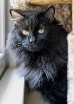 Misty -  Domestic Medium Hair Cat for Adoption in Buford, Georgia - Misty | PetCurious