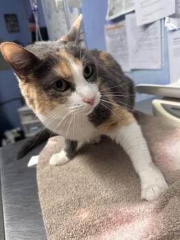 Lima -  Domestic Short Hair Cat for Adoption in Roseville, California - Lima | PetCurious