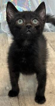 Rescue Domestic Short Hair Cats for Adoption in Shreveport, Louisiana - Hector | PetCurious