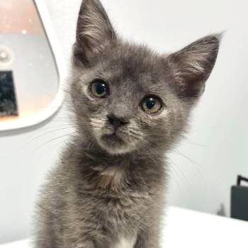 Evermeet -  Domestic Short Hair Cat for Adoption in Fredericksburg, Virginia - Evermeet | PetCurious