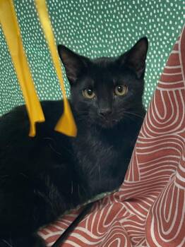 Koala -  Domestic Short Hair Cat for Adoption in Omaha, Nebraska - Koala | PetCurious