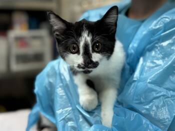 Rescue Domestic Short Hair Cats for Adoption in Raleigh, North Carolina - IBIZA | PetCurious