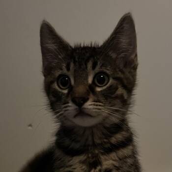 Lionel -  Domestic Medium Hair Cat for Adoption in Granville, Ohio - Lionel | PetCurious