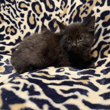 York -  Domestic Short Hair Cat for Adoption in Cumming, Georgia - York | PetCurious