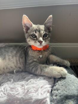 Domestic Short Hair Cats Available for Adoption in Manchester, Maryland - Gideon | PetCurious