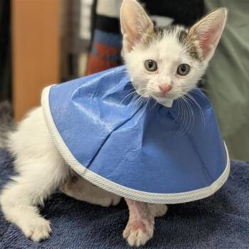 Bam Bam -  Domestic Short Hair Cat for Adoption in Houston, Texas - Bam Bam | PetCurious