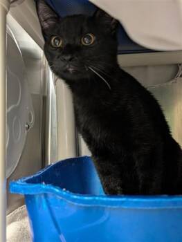 Marveh -  Domestic Short Hair Cat for Adoption in Montreal, Quebec - Marveh | PetCurious