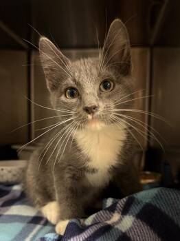 Barrel -  Domestic Short Hair Cat for Adoption in Ocala, Florida - Barrel | PetCurious