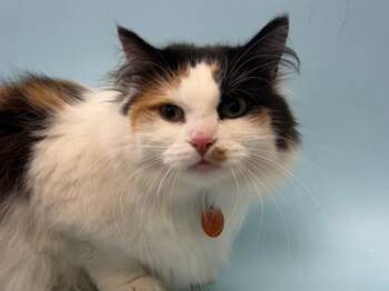 Alice -  Domestic Long Hair and Domestic Short Hair Cat for Adoption in Woodbury, Minnesota - Alice | PetCurious