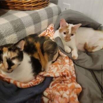 Rescue Domestic Short Hair Cats for Adoption in Verona, Pennsylvania - Orion And Phoebe | PetCurious