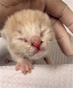 Domestic Short Hair Cats Available for Adoption in Riverside, California - WHIPPED CREAM | PetCurious